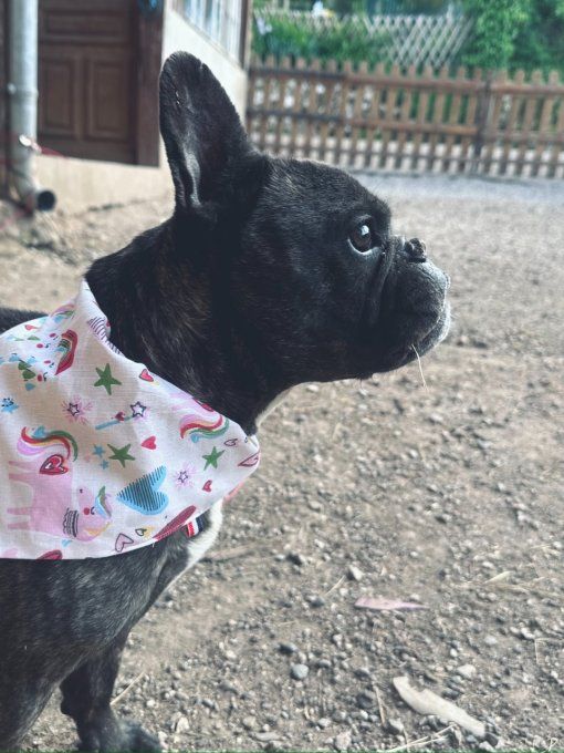 Bandana pour chien