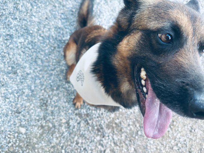 Bandana pour chien